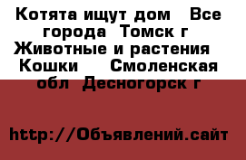 Котята ищут дом - Все города, Томск г. Животные и растения » Кошки   . Смоленская обл.,Десногорск г.